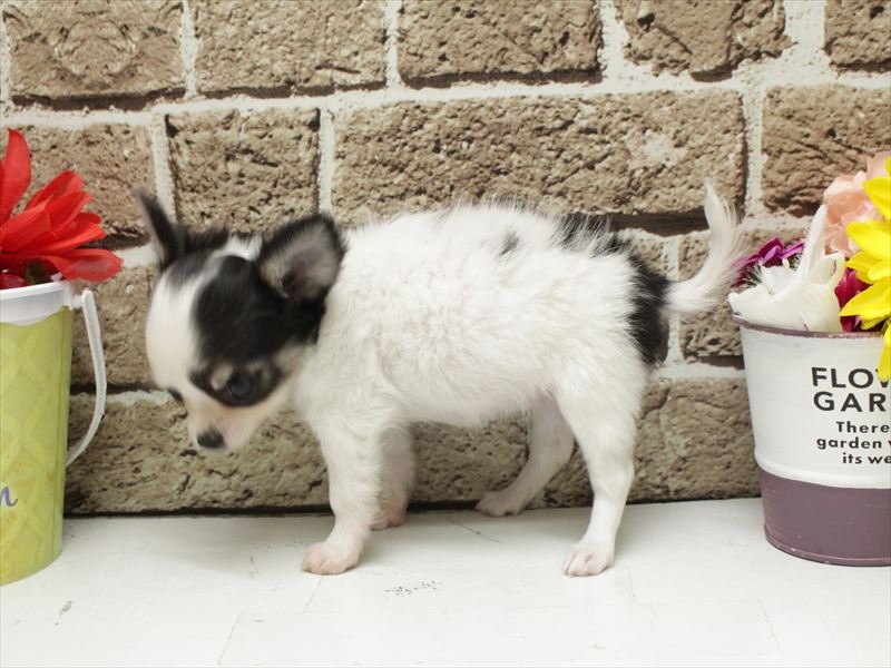 福岡県のチワワ(ロング) (ワンラブ福岡総本店/2026年2月2日生まれ/女の子/ホワイトブラックタン)の子犬の2枚目の画像