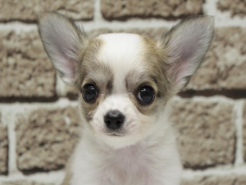 福岡県のチワワ(ロング) (ワンラブ福岡総本店/2026年2月2日生まれ/男の子/パーティーカラー)の子犬の1枚目の画像