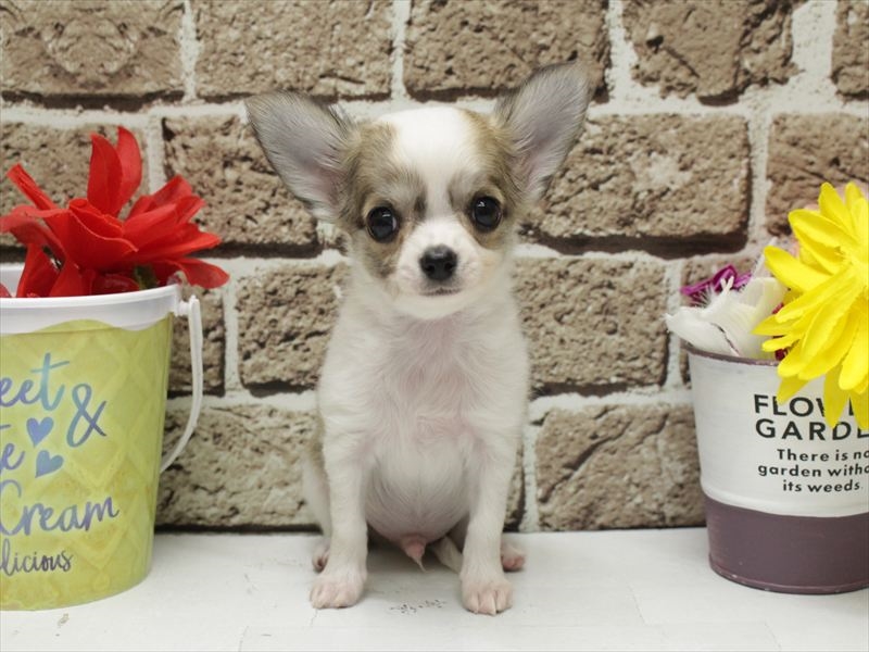 福岡県のチワワ(ロング) (ワンラブ福岡総本店/2026年2月2日生まれ/男の子/パーティーカラー)の子犬の3枚目の画像