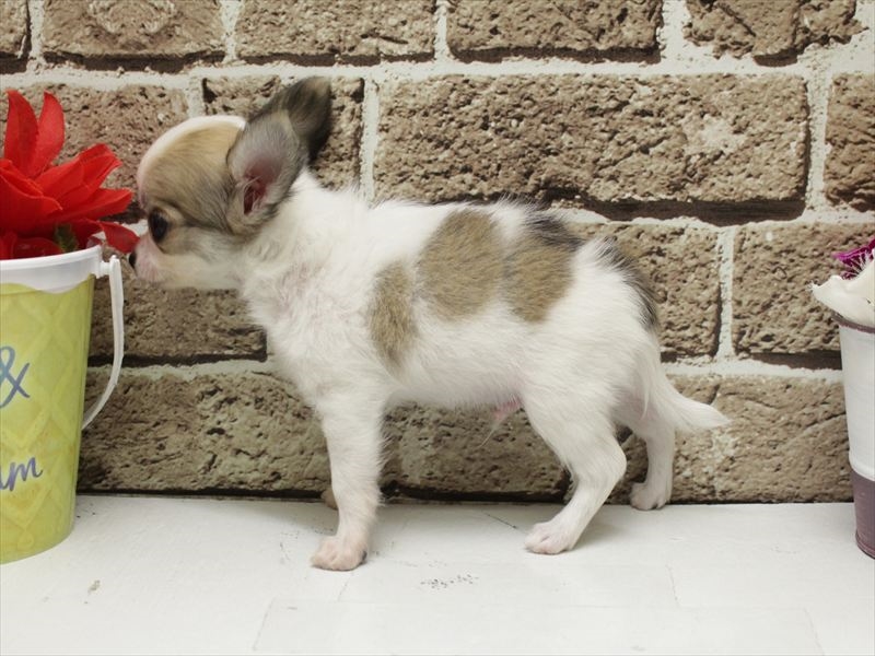 福岡県のチワワ(ロング) (ワンラブ福岡総本店/2026年2月2日生まれ/男の子/パーティーカラー)の子犬の2枚目の画像