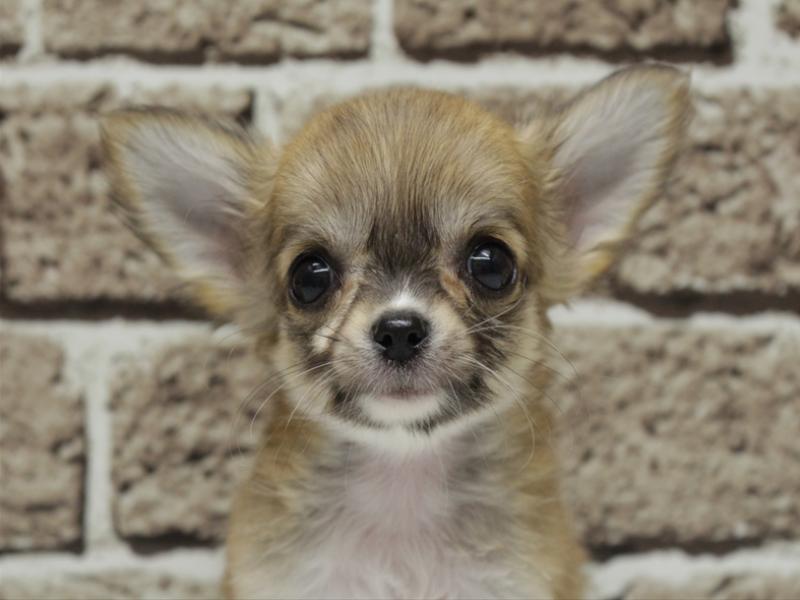 福岡県のチワワ(ロング) (ワンラブ福岡総本店/2026年2月2日生まれ/女の子/レッド)の子犬の1枚目の画像