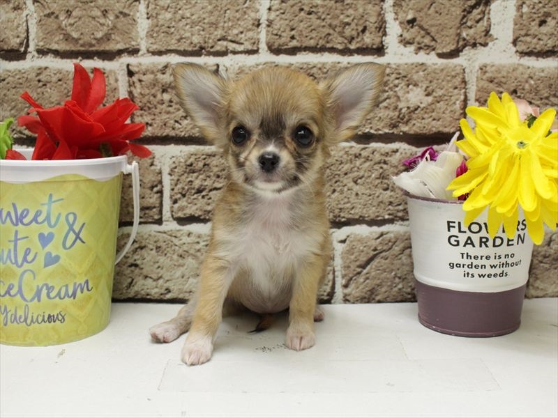 福岡県のチワワ(ロング) (ワンラブ福岡総本店/2026年2月2日生まれ/女の子/レッド)の子犬の3枚目の画像