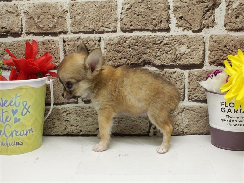 福岡県のチワワ(ロング) (ワンラブ福岡総本店/2026年2月2日生まれ/女の子/レッド)の子犬の2枚目の画像