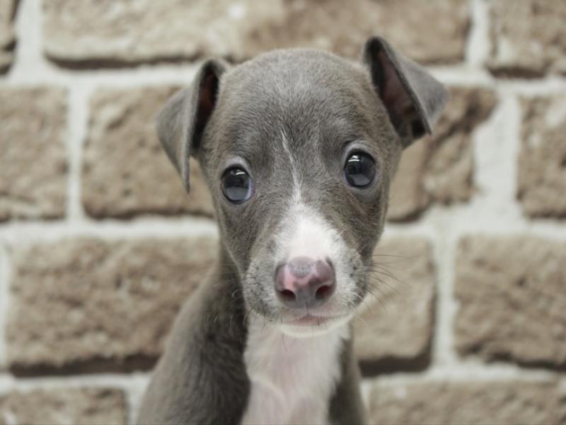福岡県のイタリアングレーハウンド (ワンラブ福岡総本店/2026年2月1日生まれ/男の子/ブルーホワイト)の子犬の1枚目の画像