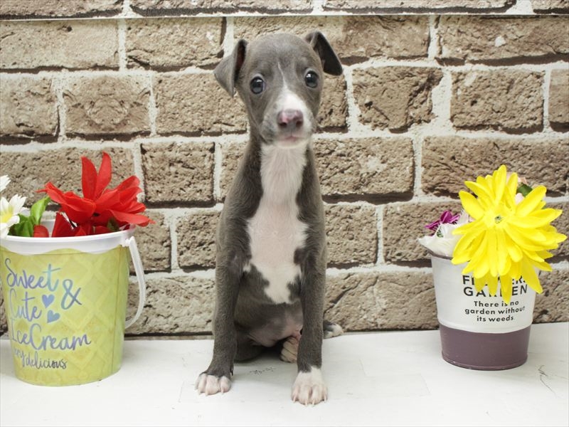 福岡県のイタリアングレーハウンド (ワンラブ福岡総本店/2026年2月1日生まれ/男の子/ブルーホワイト)の子犬の3枚目の画像