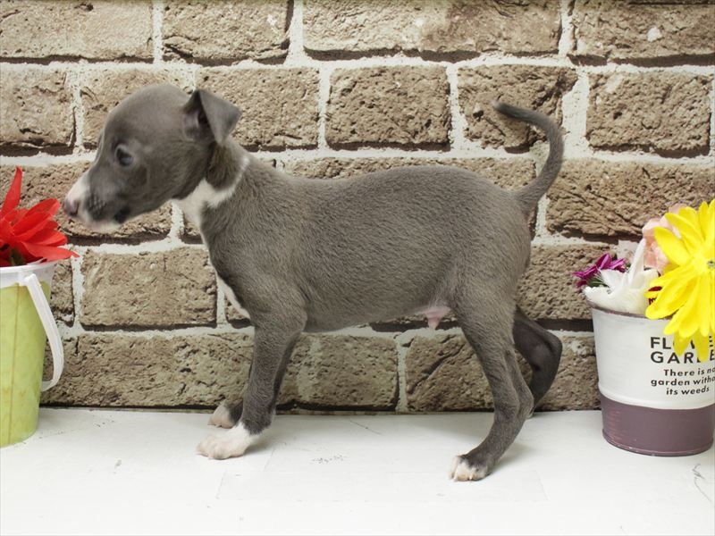 福岡県のイタリアングレーハウンド (ワンラブ福岡総本店/2026年2月1日生まれ/男の子/ブルーホワイト)の子犬の2枚目の画像