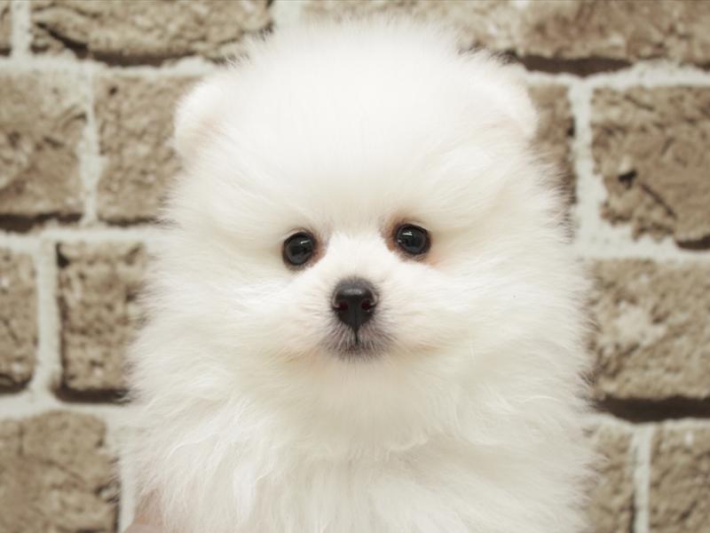 福岡県のポメラニアン (ワンラブ福岡総本店/2026年2月1日生まれ/男の子/ホワイト)の子犬の1枚目の画像