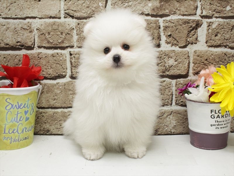 福岡県のポメラニアン (ワンラブ福岡総本店/2026年2月1日生まれ/男の子/ホワイト)の子犬の3枚目の画像