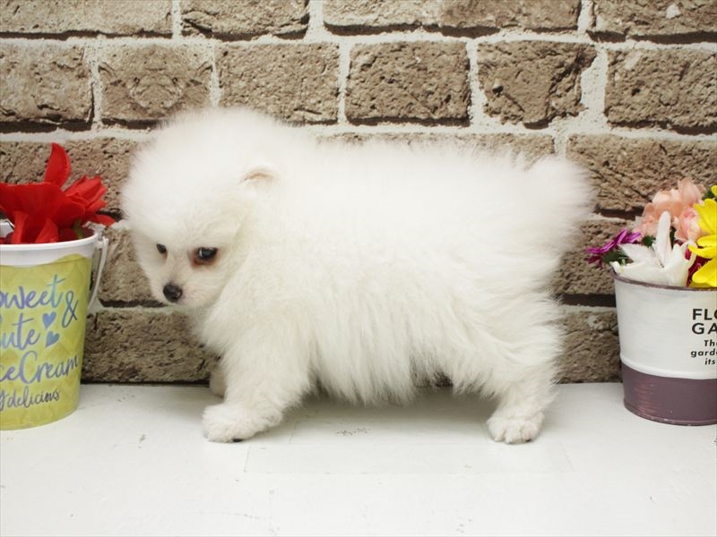 福岡県のポメラニアン (ワンラブ福岡総本店/2026年2月1日生まれ/男の子/ホワイト)の子犬の2枚目の画像