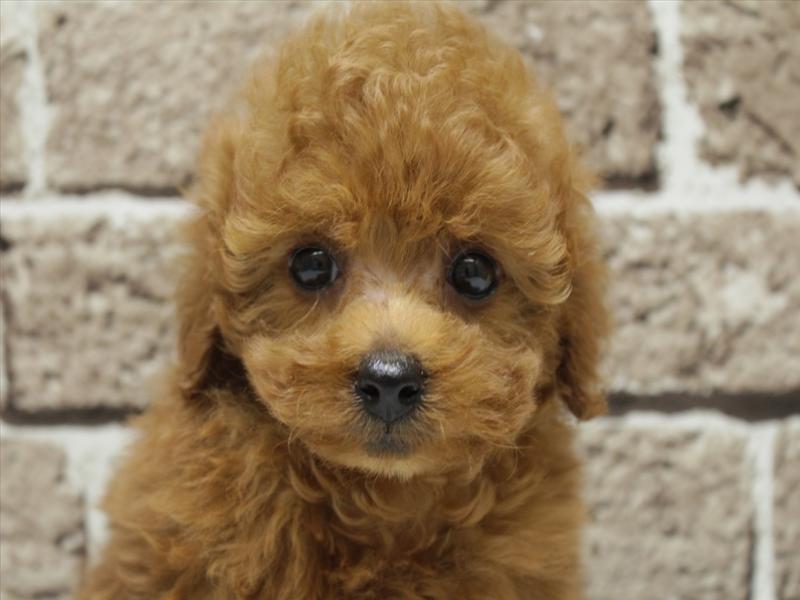 福岡県のトイプードル(トイ) (ワンラブ福岡総本店/2026年1月31日生まれ/女の子/レッド)の子犬の1枚目の画像