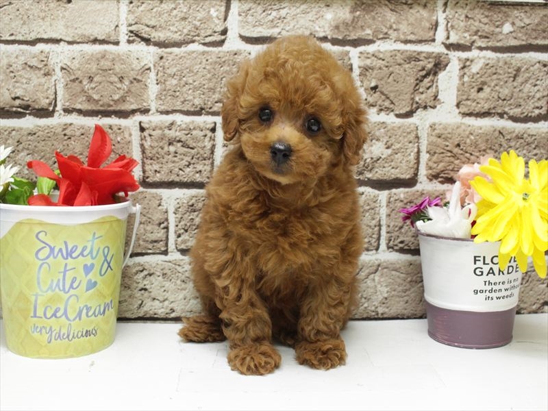 福岡県のトイプードル(トイ) (ワンラブ福岡総本店/2026年1月31日生まれ/女の子/レッド)の子犬の3枚目の画像