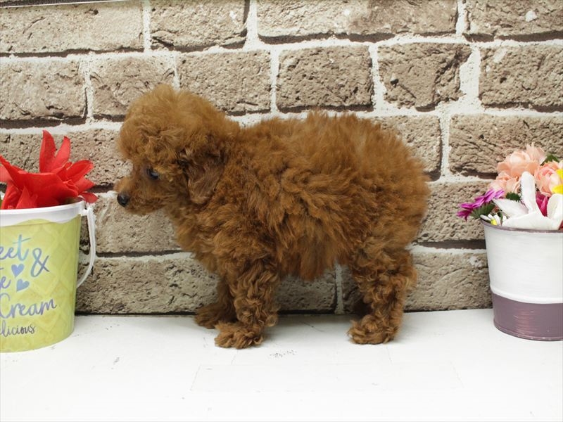 福岡県のトイプードル(トイ) (ワンラブ福岡総本店/2026年1月31日生まれ/女の子/レッド)の子犬の2枚目の画像