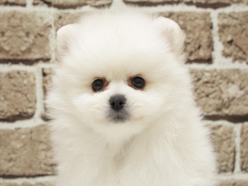 福岡県のポメラニアン (ワンラブ福岡総本店/2026年2月1日生まれ/男の子/ホワイト)の子犬の1枚目の画像