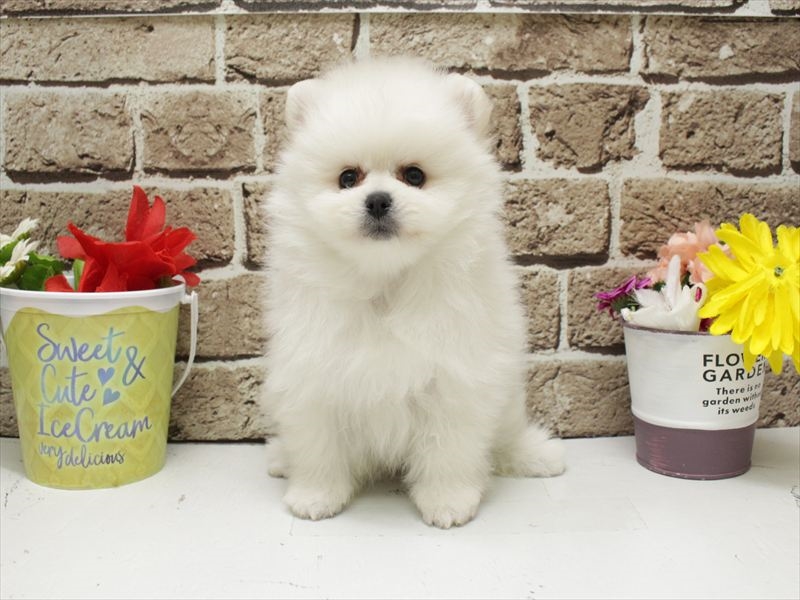 福岡県のポメラニアン (ワンラブ福岡総本店/2026年2月1日生まれ/男の子/ホワイト)の子犬の3枚目の画像