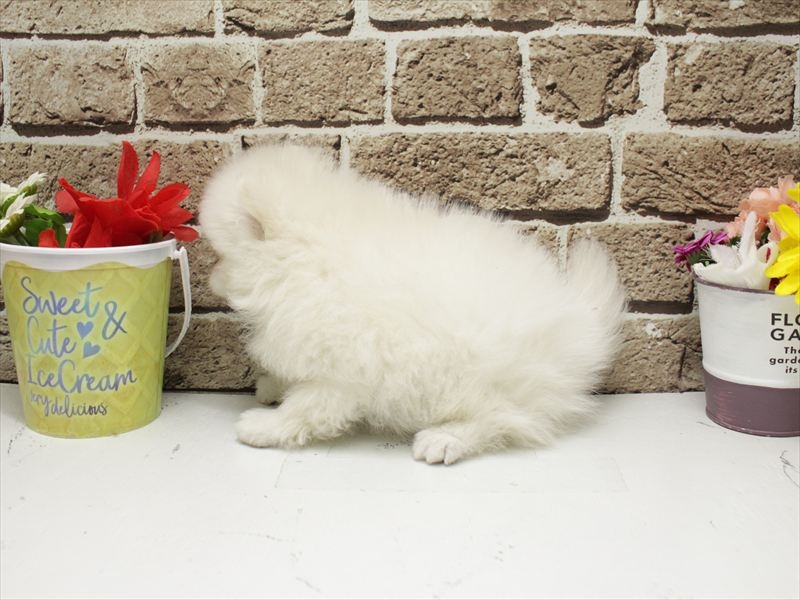 福岡県のポメラニアン (ワンラブ福岡総本店/2026年2月1日生まれ/男の子/ホワイト)の子犬の2枚目の画像