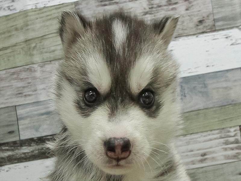愛知県のシベリアンハスキー (ワンラブ名古屋守山インター総本店/2026年2月2日生まれ/男の子/シルバーホワイト)の子犬の1枚目の画像