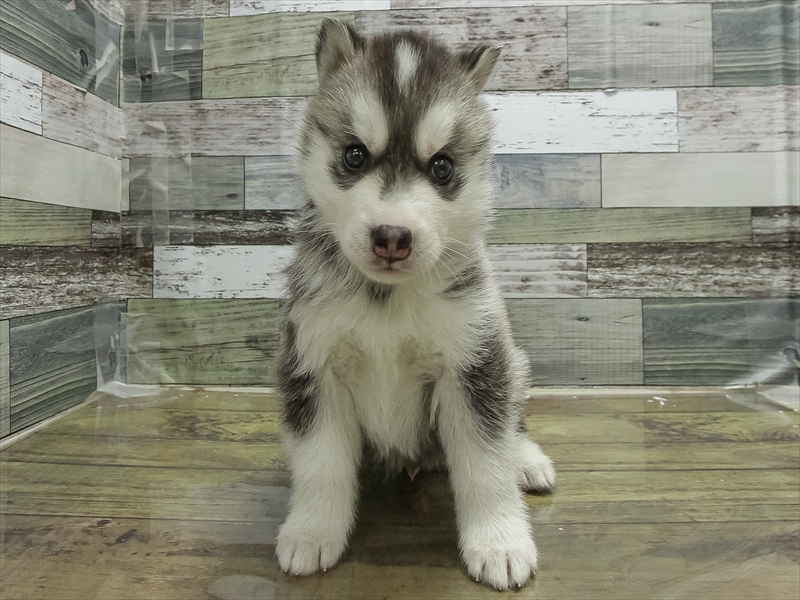 愛知県のシベリアンハスキー (ワンラブ名古屋守山インター総本店/2026年2月2日生まれ/男の子/シルバーホワイト)の子犬の3枚目の画像