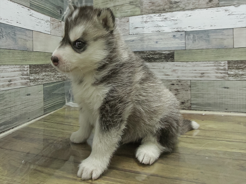 愛知県のシベリアンハスキー (ワンラブ名古屋守山インター総本店/2026年2月2日生まれ/男の子/シルバーホワイト)の子犬の2枚目の画像
