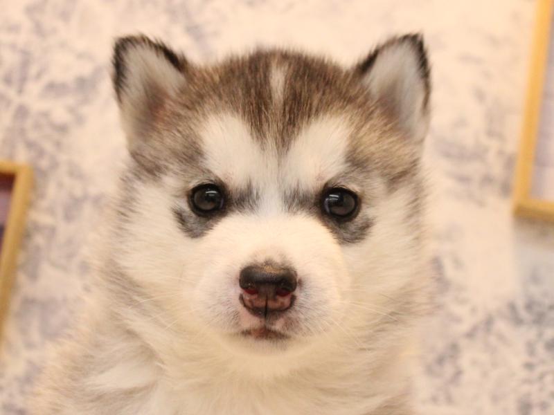 山形県のシベリアンハスキー (ワンラブイオンモール三川店/2026年2月2日生まれ/男の子/シルバーホワイト)の子犬の1枚目の画像