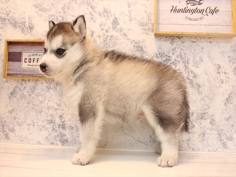 山形県のシベリアンハスキー (ワンラブイオンモール三川店/2026年2月2日生まれ/男の子/シルバーホワイト)の子犬の3枚目の画像