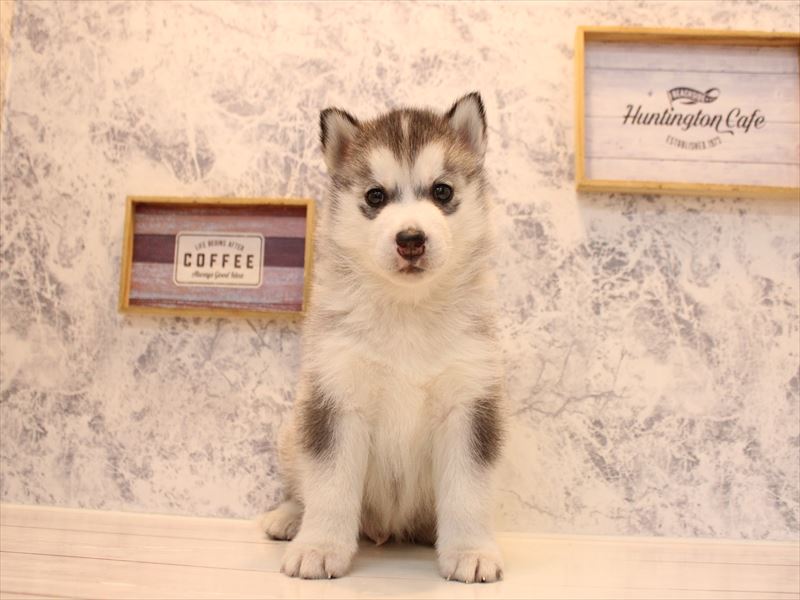 山形県のシベリアンハスキー (ワンラブイオンモール三川店/2026年2月2日生まれ/男の子/シルバーホワイト)の子犬の2枚目の画像