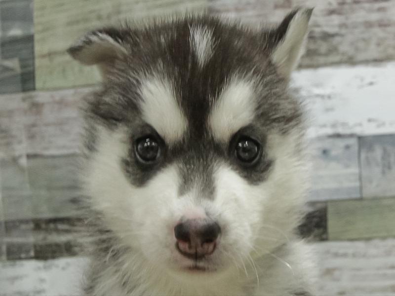愛知県のシベリアンハスキー (ワンラブ名古屋守山インター総本店/2026年2月2日生まれ/女の子/シルバーホワイト)の子犬の1枚目の画像
