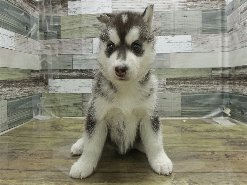 愛知県のシベリアンハスキー (ワンラブ名古屋守山インター総本店/2026年2月2日生まれ/女の子/シルバーホワイト)の子犬の3枚目の画像