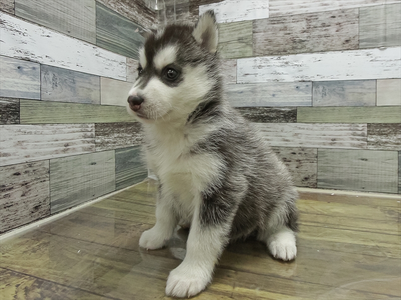 愛知県のシベリアンハスキー (ワンラブ名古屋守山インター総本店/2026年2月2日生まれ/女の子/シルバーホワイト)の子犬の2枚目の画像