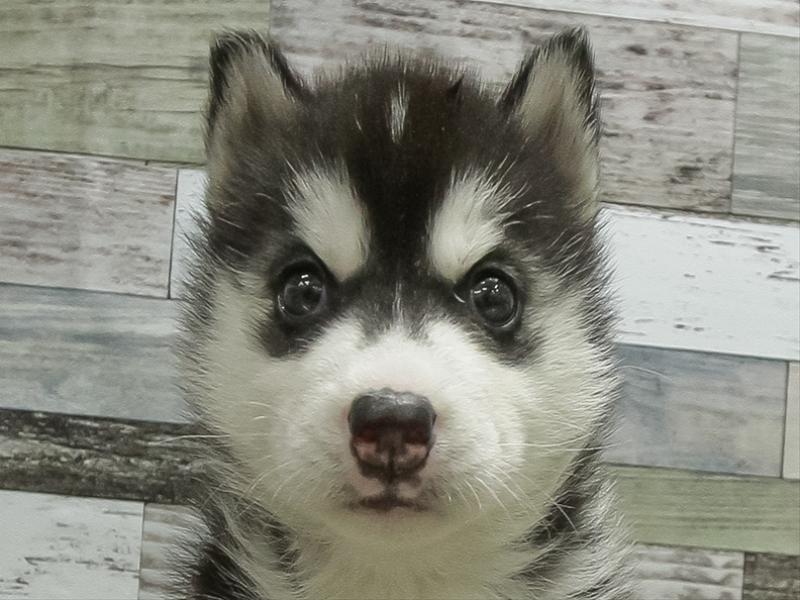 愛知県のシベリアンハスキー (ワンラブ名古屋守山インター総本店/2026年2月2日生まれ/女の子/シルバーホワイト)の子犬の1枚目の画像