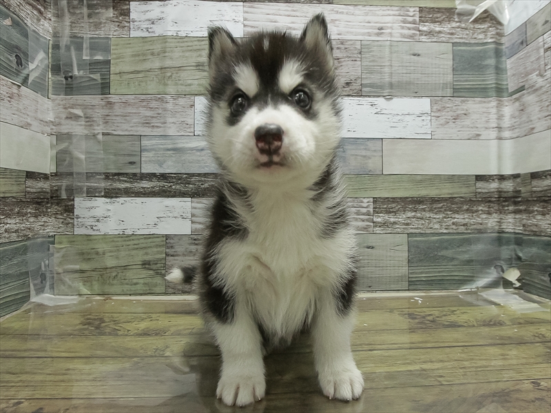 愛知県のシベリアンハスキー (ワンラブ名古屋守山インター総本店/2026年2月2日生まれ/女の子/シルバーホワイト)の子犬の3枚目の画像