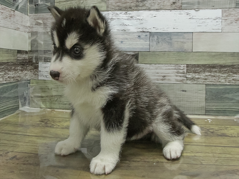愛知県のシベリアンハスキー (ワンラブ名古屋守山インター総本店/2026年2月2日生まれ/女の子/シルバーホワイト)の子犬の2枚目の画像