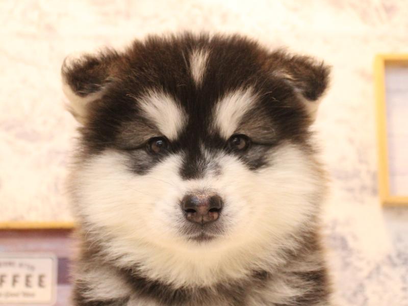 神奈川県のｻﾓｴﾄﾞﾊｽｷｰ【ｻﾓｴﾄﾞ×ﾊｽｷｰ】 (ワンラブCoaska Bayside横須賀店/2026年1月30日生まれ/女の子/ブラックホワイト)の子犬の1枚目の画像