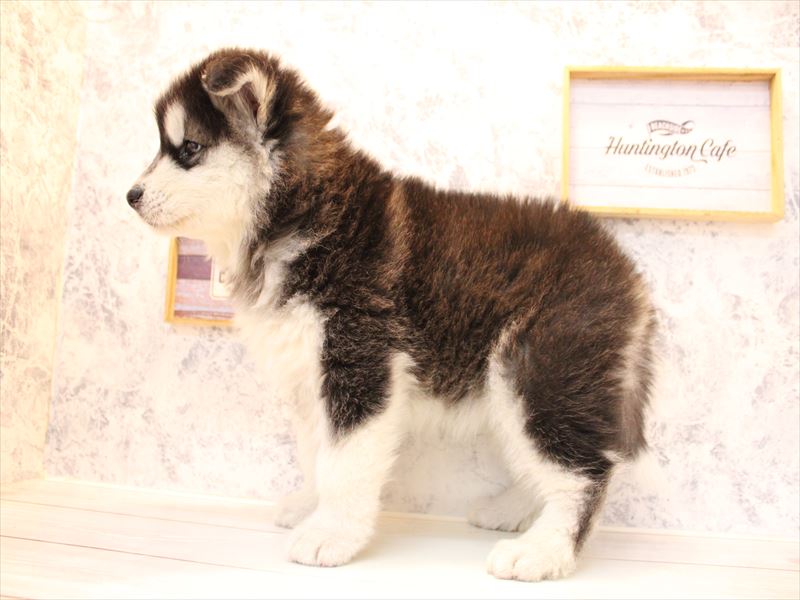 神奈川県のｻﾓｴﾄﾞﾊｽｷｰ【ｻﾓｴﾄﾞ×ﾊｽｷｰ】 (ワンラブCoaska Bayside横須賀店/2026年1月30日生まれ/女の子/ブラックホワイト)の子犬の3枚目の画像