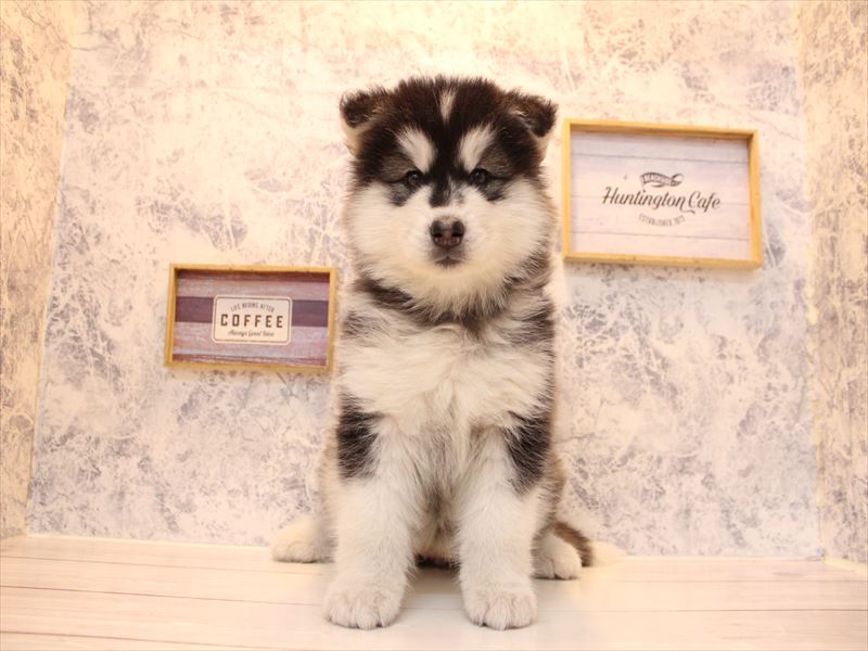 神奈川県のｻﾓｴﾄﾞﾊｽｷｰ【ｻﾓｴﾄﾞ×ﾊｽｷｰ】 (ワンラブCoaska Bayside横須賀店/2026年1月30日生まれ/女の子/ブラックホワイト)の子犬の2枚目の画像