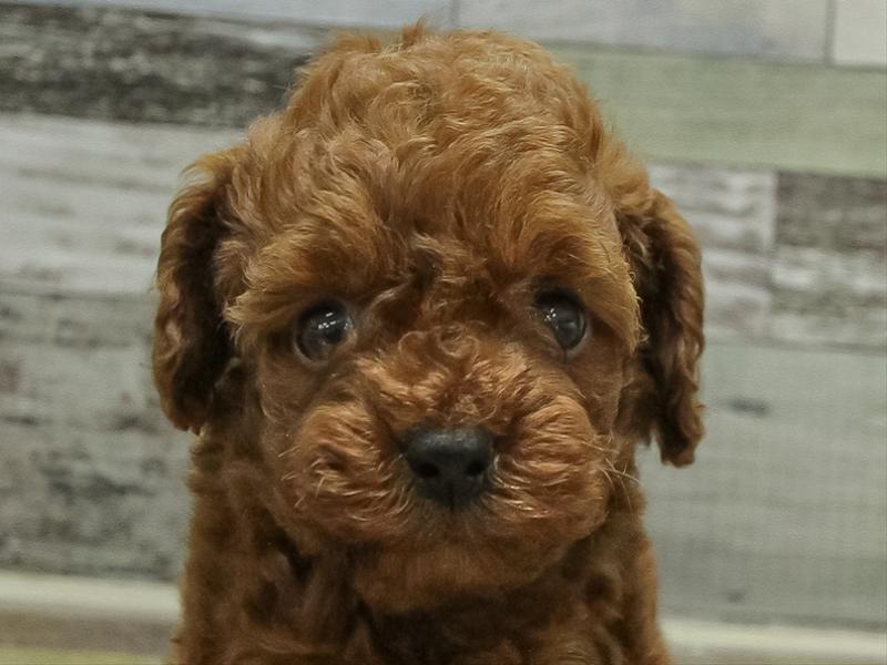 愛知県のトイプードル(タイニー) (ワンラブ名古屋守山インター総本店/2026年1月28日生まれ/男の子/レッド)の子犬の1枚目の画像