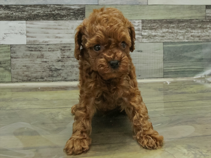 愛知県のトイプードル(タイニー) (ワンラブ名古屋守山インター総本店/2026年1月28日生まれ/男の子/レッド)の子犬の3枚目の画像