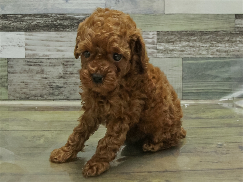 愛知県のトイプードル(タイニー) (ワンラブ名古屋守山インター総本店/2026年1月28日生まれ/男の子/レッド)の子犬の2枚目の画像