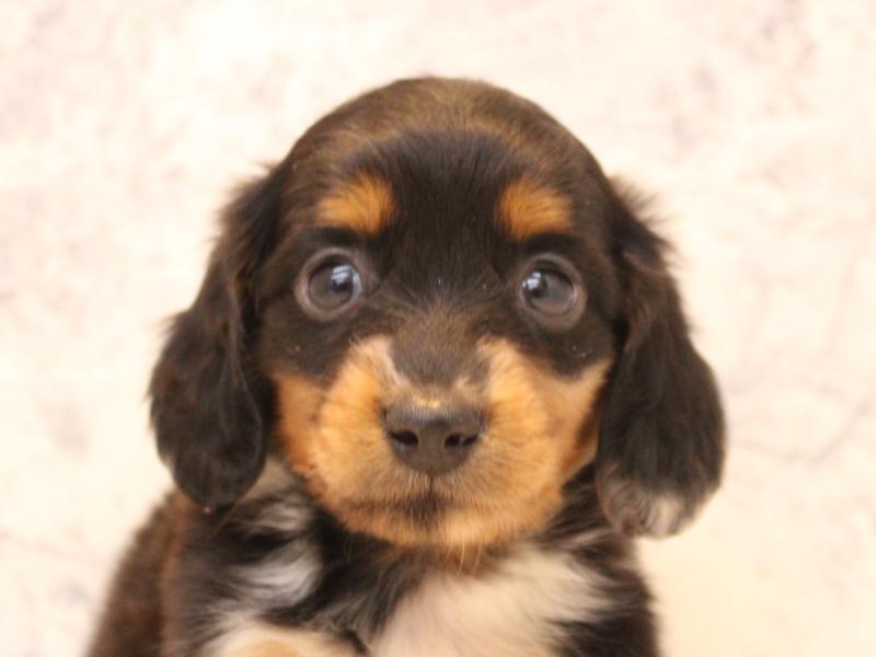 茨城県のミニチュアダックスフンド(ロング) (ワンラブイオンモール下妻店/2026年2月1日生まれ/男の子/シルバーダップル)の子犬の1枚目の画像