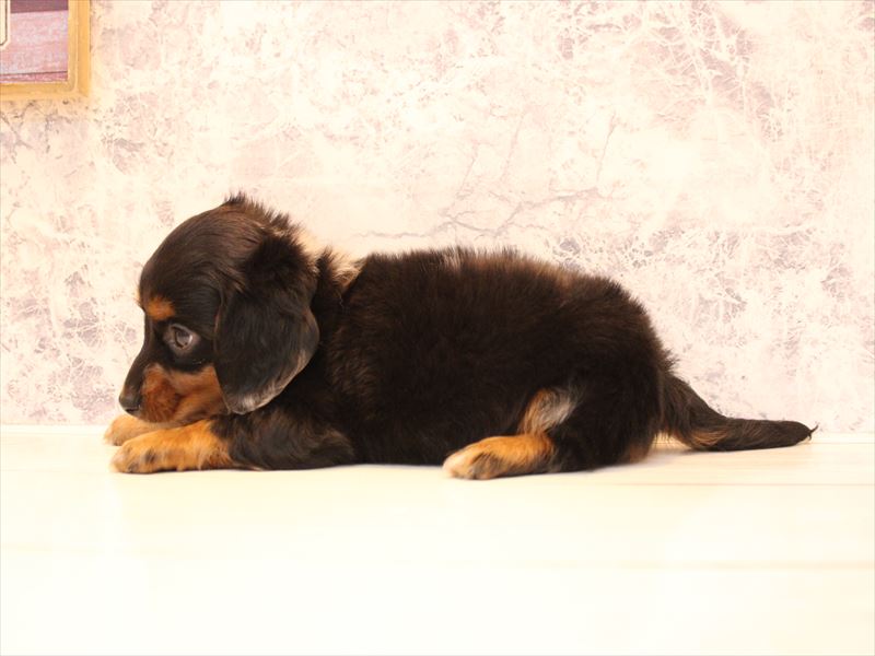 茨城県のミニチュアダックスフンド(ロング) (ワンラブイオンモール下妻店/2026年2月1日生まれ/男の子/シルバーダップル)の子犬の3枚目の画像