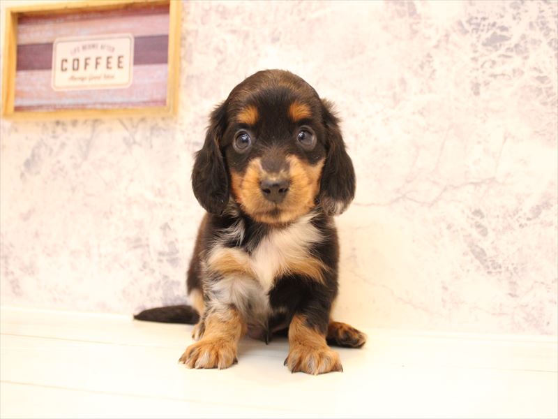 茨城県のミニチュアダックスフンド(ロング) (ワンラブイオンモール下妻店/2026年2月1日生まれ/男の子/シルバーダップル)の子犬の2枚目の画像