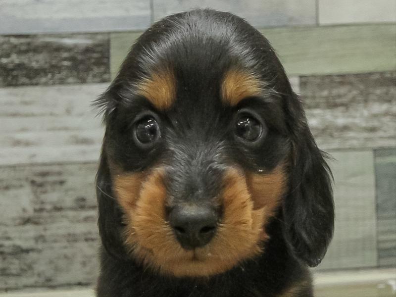 愛知県のミニチュアダックスフンド(ロング) (ワンラブ名古屋守山インター総本店/2026年2月1日生まれ/男の子/ブラックタン)の子犬の1枚目の画像