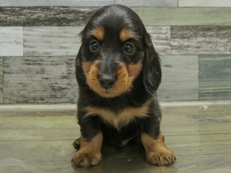 愛知県のミニチュアダックスフンド(ロング) (ワンラブ名古屋守山インター総本店/2026年2月1日生まれ/男の子/ブラックタン)の子犬の3枚目の画像