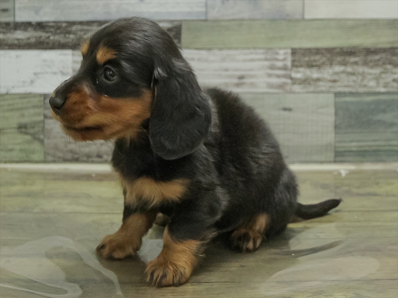 愛知県のミニチュアダックスフンド(ロング) (ワンラブ名古屋守山インター総本店/2026年2月1日生まれ/男の子/ブラックタン)の子犬の2枚目の画像
