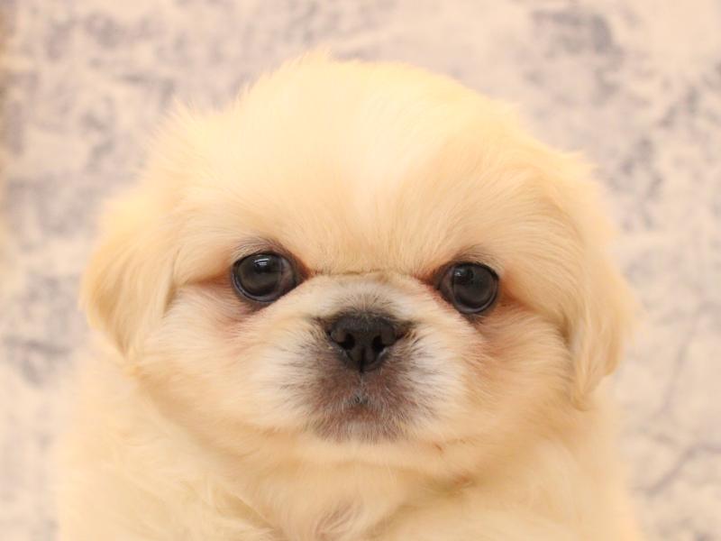 山形県のペキニーズ (ワンラブイオンモール三川店/2026年1月31日生まれ/男の子/ホワイト)の子犬の1枚目の画像