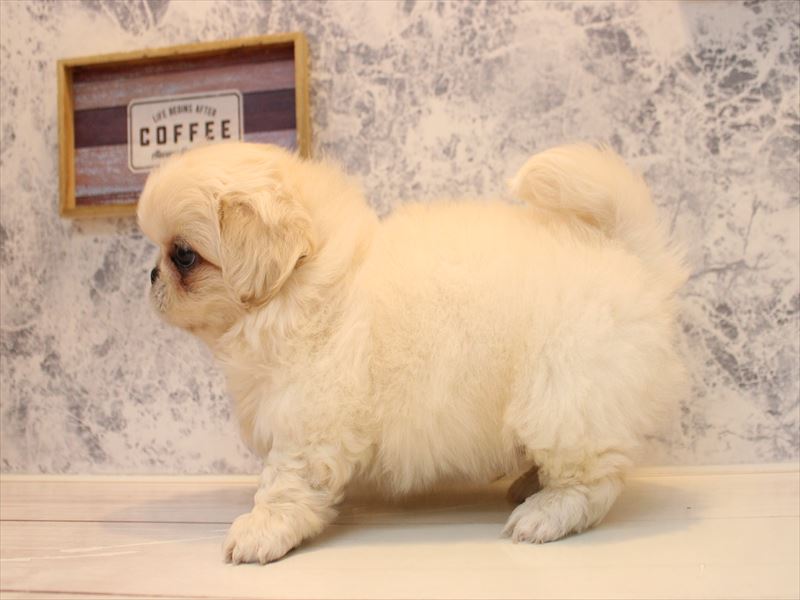 山形県のペキニーズ (ワンラブイオンモール三川店/2026年1月31日生まれ/男の子/ホワイト)の子犬の3枚目の画像