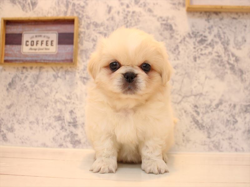 山形県のペキニーズ (ワンラブイオンモール三川店/2026年1月31日生まれ/男の子/ホワイト)の子犬の2枚目の画像