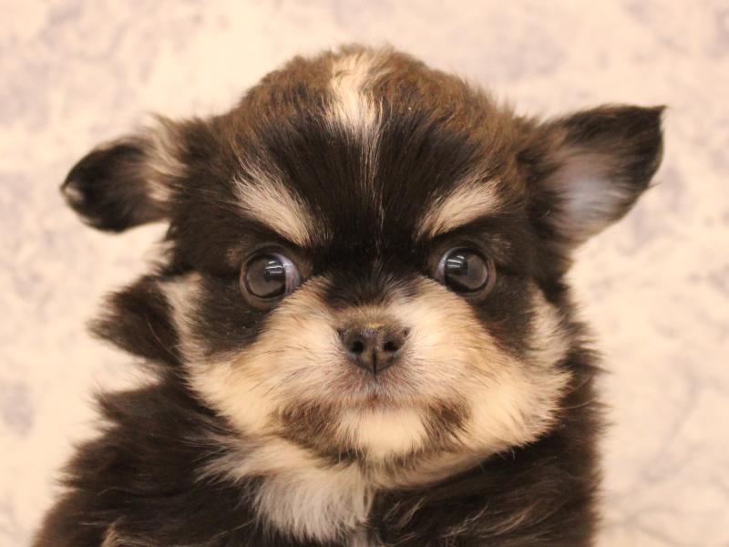 神奈川県のチワワ(ロング) (ワンラブカインズ三浦店/2026年2月3日生まれ/女の子/ブラックタンホワイト)の子犬の1枚目の画像