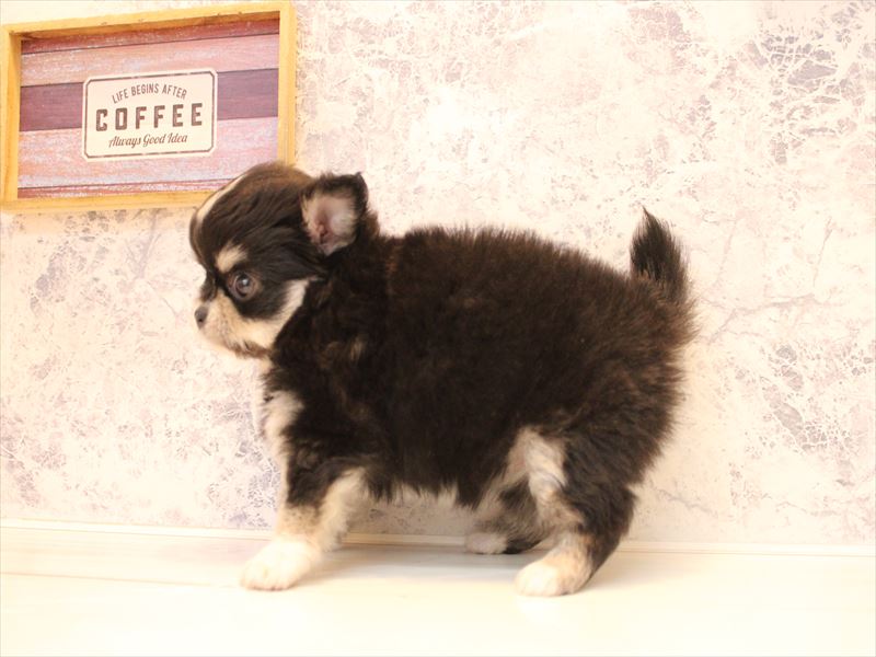 神奈川県のチワワ(ロング) (ワンラブカインズ三浦店/2026年2月3日生まれ/女の子/ブラックタンホワイト)の子犬の3枚目の画像