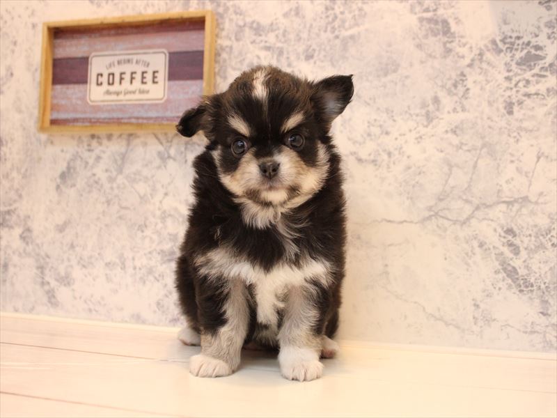 神奈川県のチワワ(ロング) (ワンラブカインズ三浦店/2026年2月3日生まれ/女の子/ブラックタンホワイト)の子犬の2枚目の画像