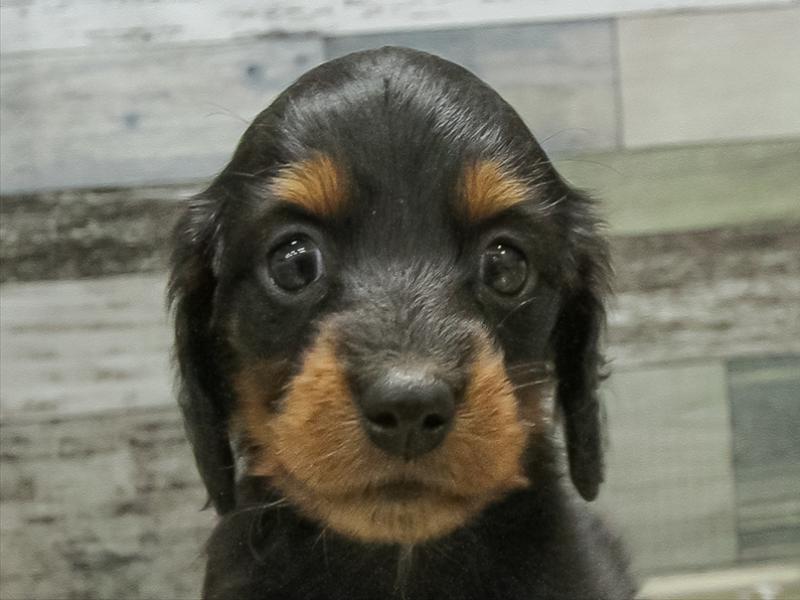 愛知県のミニチュアダックスフンド(ロング) (ワンラブ名古屋守山インター総本店/2026年2月2日生まれ/女の子/ブラックタン)の子犬の1枚目の画像